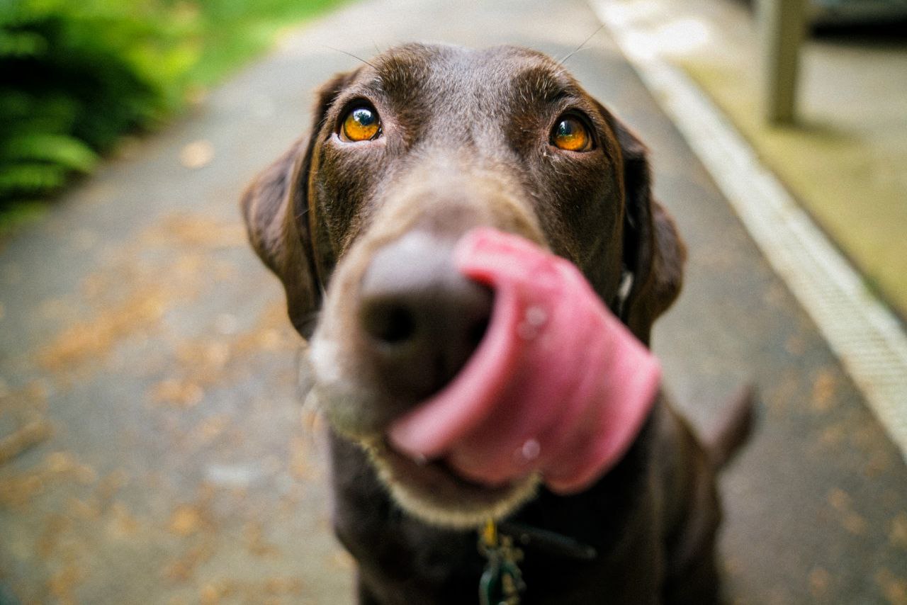 happy dog happy dog